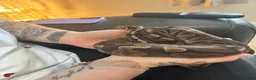 Python Snake reptiles for sale: 3 stunning ball python for sale  - Advert 2