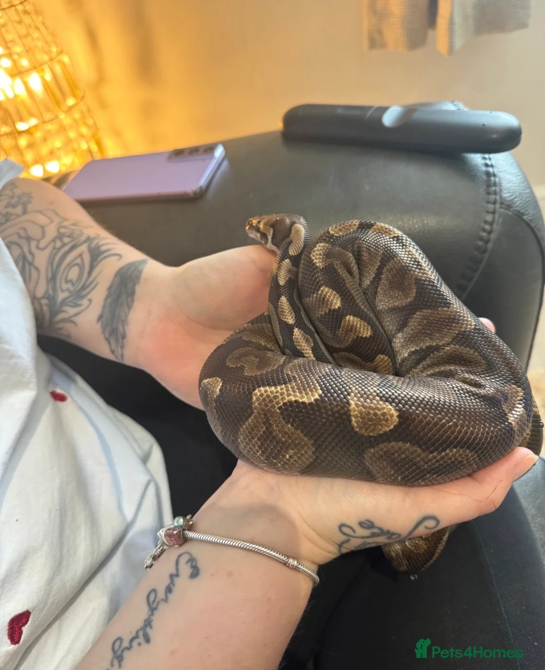 Python Snake reptiles for sale: 3 stunning ball python for sale  - Advert 2