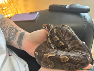 Python Snake reptiles 3 stunning ball python for sale - Advert 2