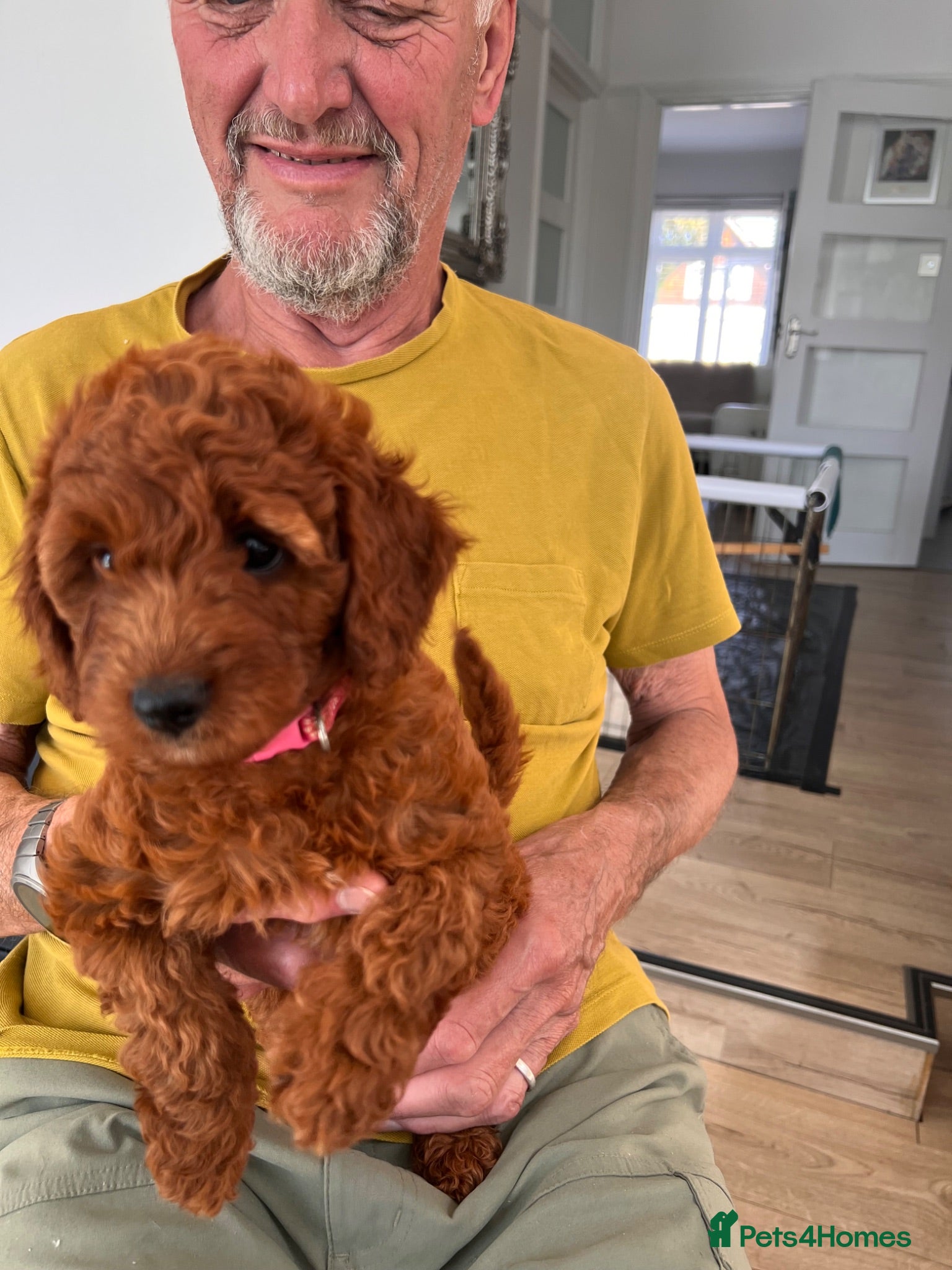Cockapoo dogs 1 beautiful red home raised cockapoo av. 2 weeks - Advert 2
