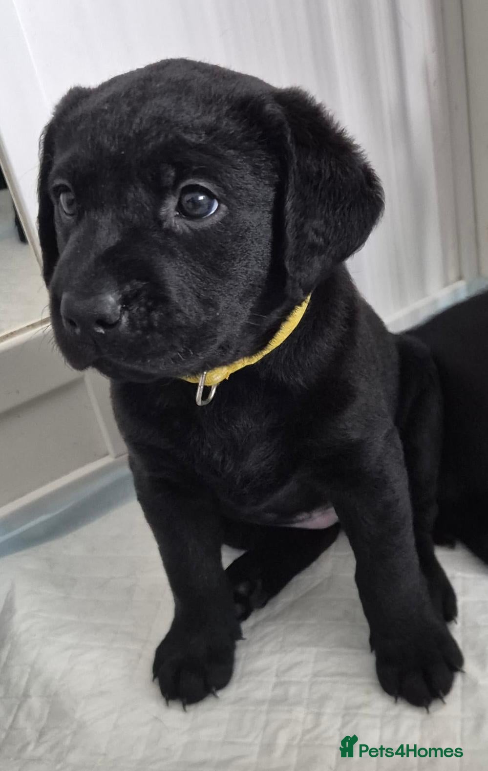 Labrador Retriever dogs Beautiful KC Labradors - Advert 4
