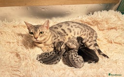 Bengal cats for sale: Beechwood Bengals  stunning SILVER kittens - Image 21