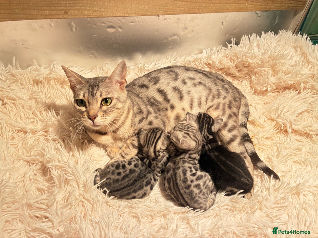 Bengal cats for sale: Beechwood Bengals  stunning SILVER kittens - Image 21