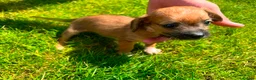 Mixed Breed dogs for sale: Jack russel/Shih Tzu in Carlisle - Advert 3