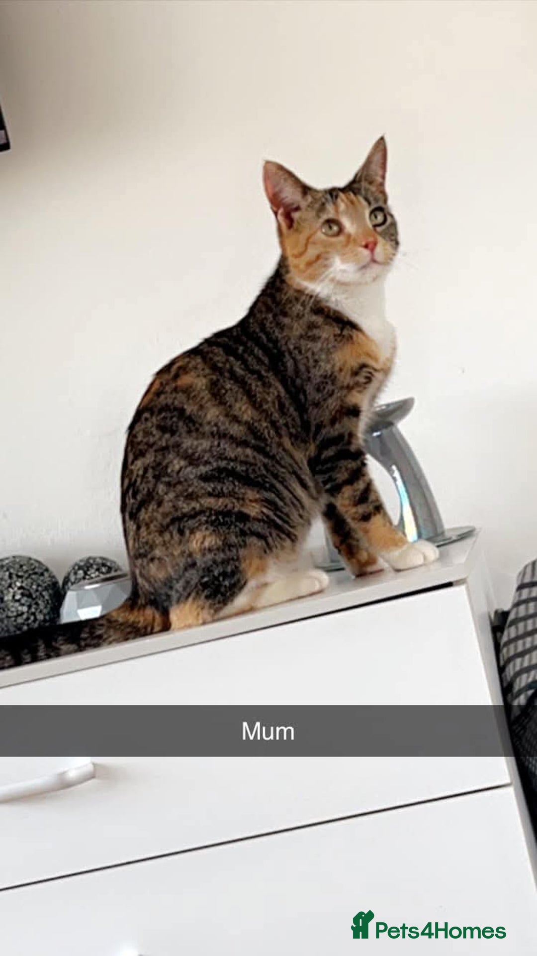 British Shorthair cats for sale: Female kitten ready to go to forever home  - Advert 1