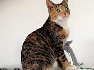 British Shorthair cats Female kitten ready to go to forever home - Advert 2