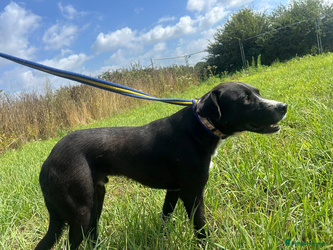 Mixed Breed dogs for adoption: Vito - Norwich Norfolk  - Image 8
