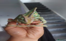 Chameleon reptiles for sale: Yemen chameleon 1 year with setup - Image 3