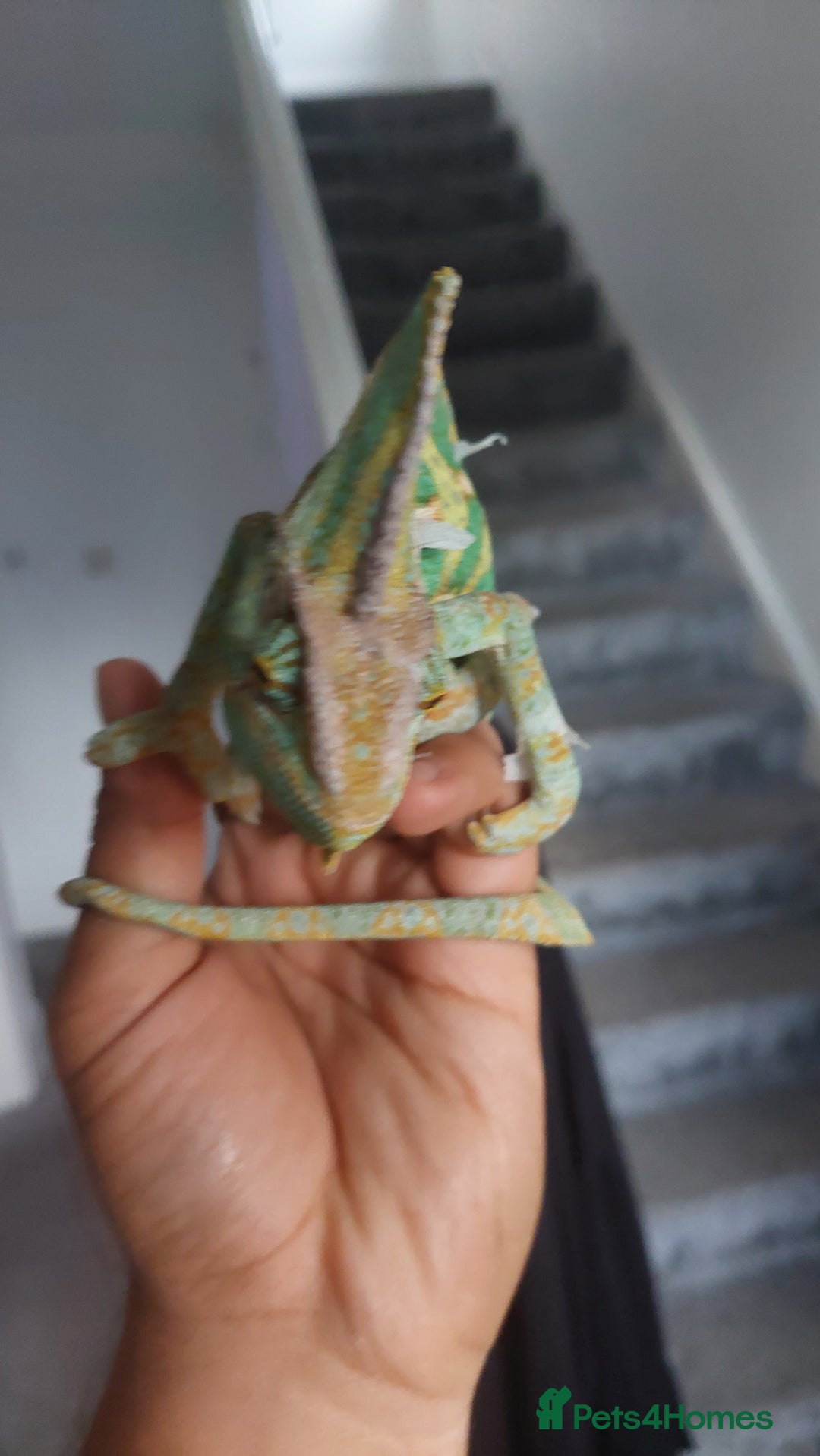 Chameleon reptiles for sale: Yemen chameleon 1 year with setup - Image 3