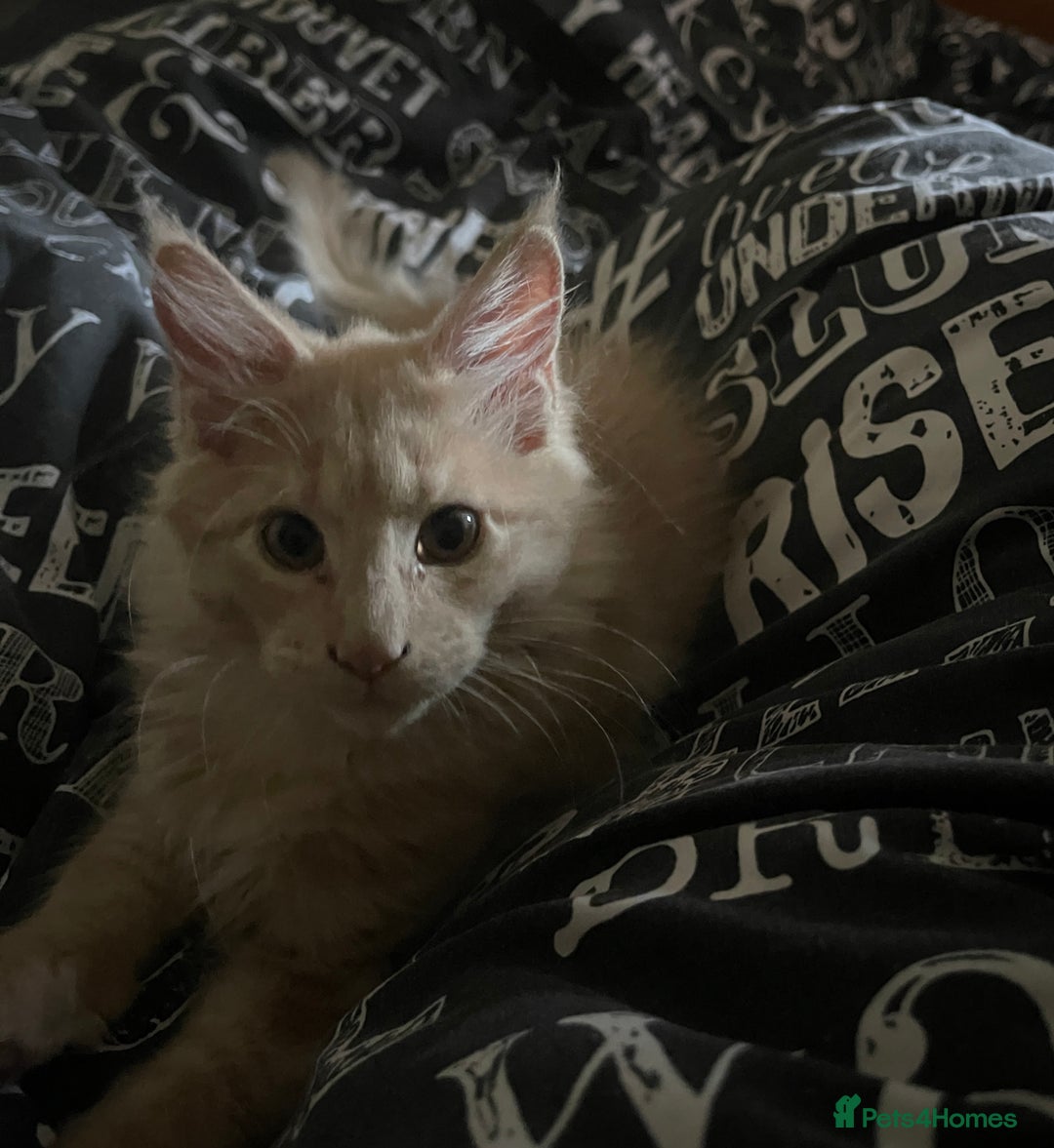 Maine Coon cats for sale: 💖 Maine Coon Kitten Boy Looking for a new home  - Image 18