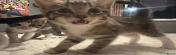Mixed Breed cats for sale: 2 tabby kittens 🐱  - Advert 16