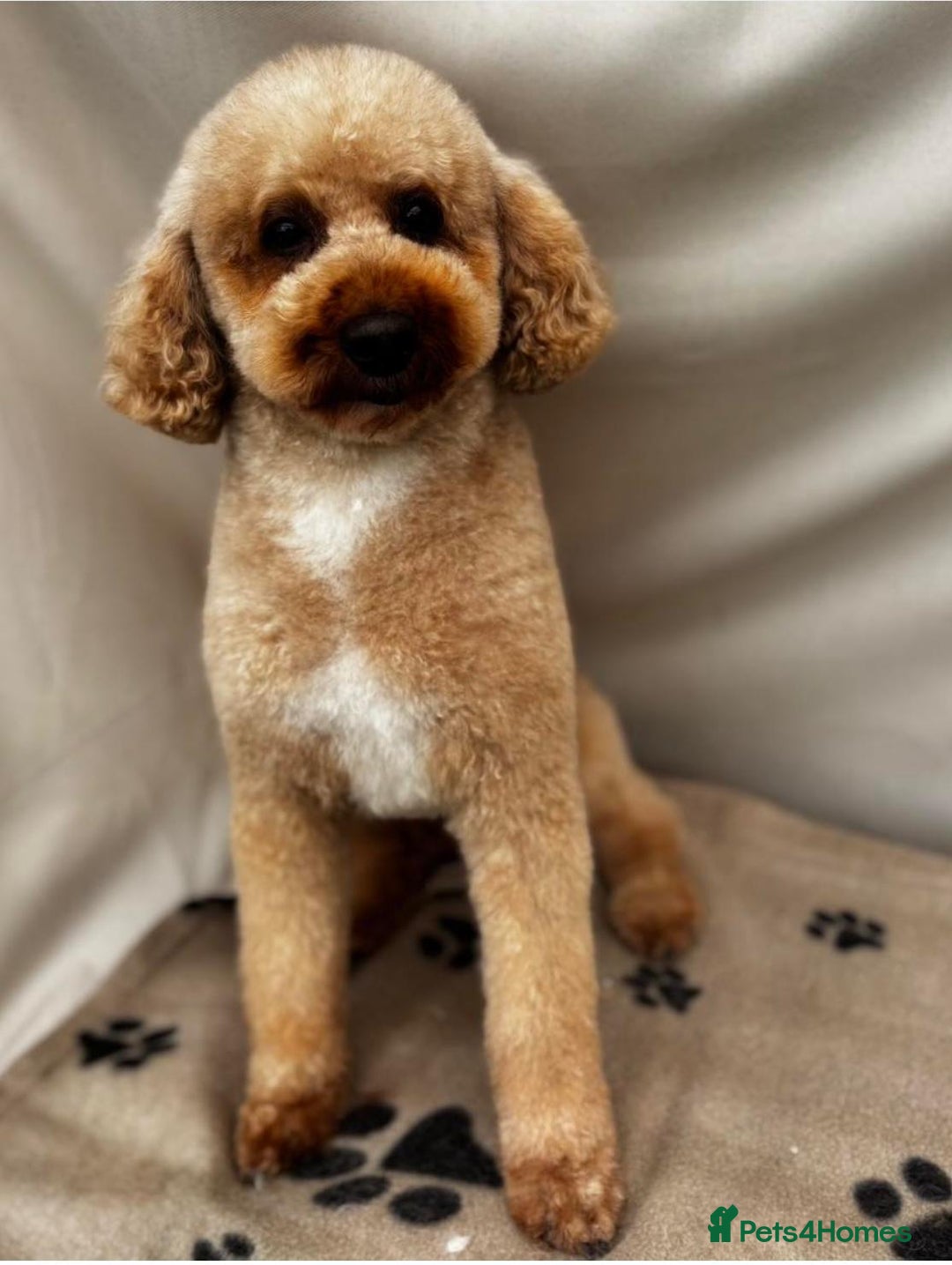Miniature Poodle dogs for stud: Our Very handsome, charming Red Miniature Poodle  in Warrington - Advert 2