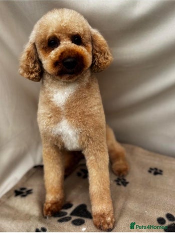 Miniature Poodle dogs in Warrington - Advert 9