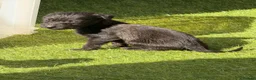 Mixed Breed dogs for sale: Bedlington whippet in Bradford - Advert 26