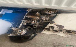 Mixed Breed cats for sale: Gorgeous tabby kittens (ONLY 1 LEFT) - Image 31