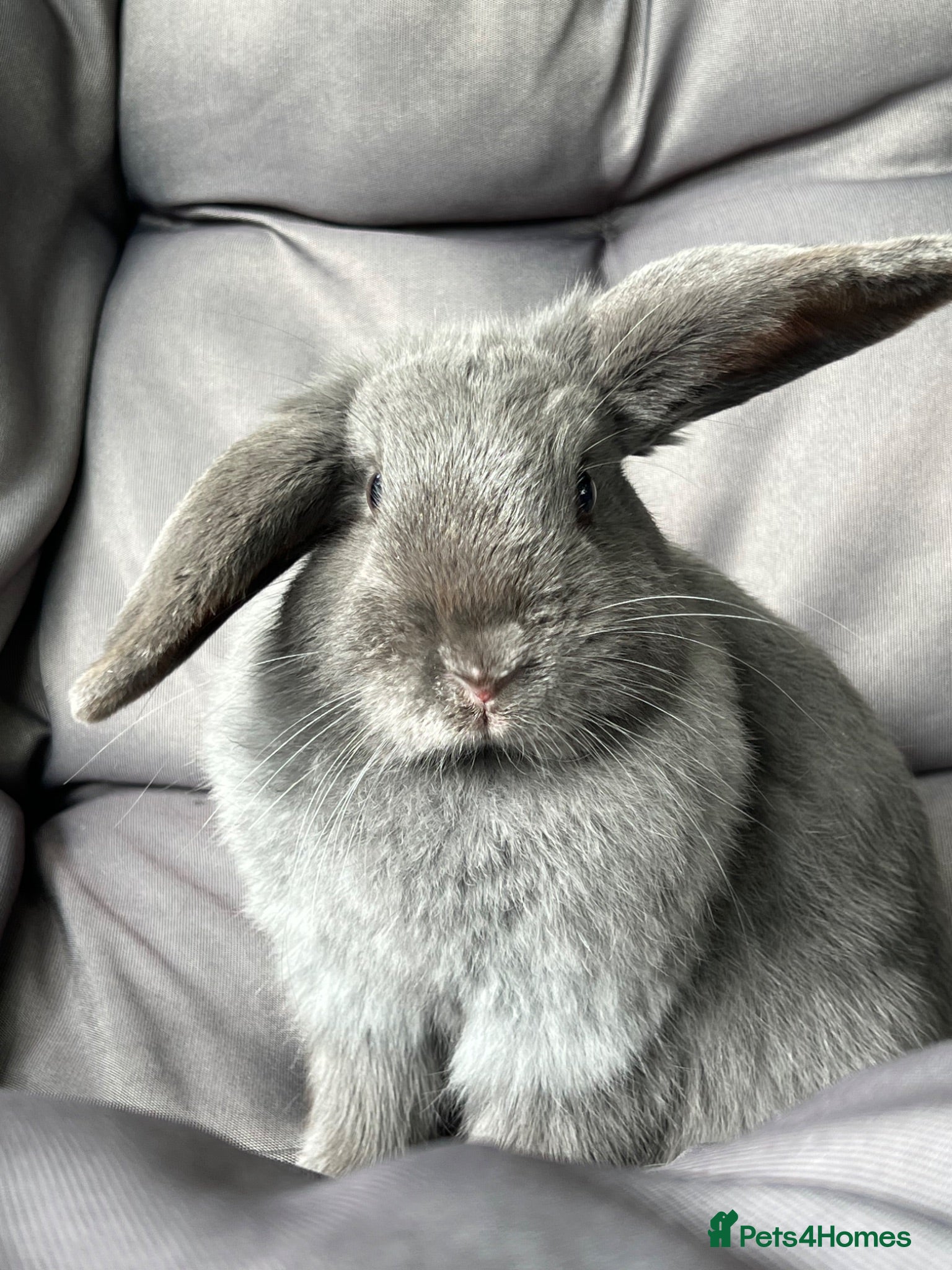 Mini Lop rabbits Mini lop female  - Advert 1