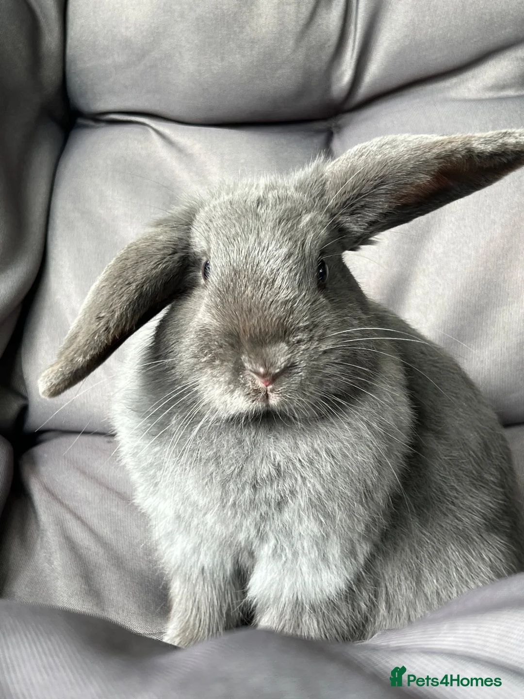 Mini Lop rabbits for sale: Mini lop female  - Advert 1
