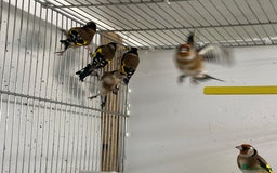 Finches birds for sale: Finches  - Image 12