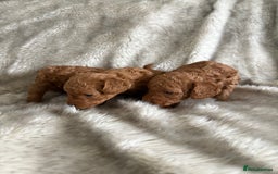 Toy Poodle dogs for sale: Kc deep red toy poodles  - Image 4