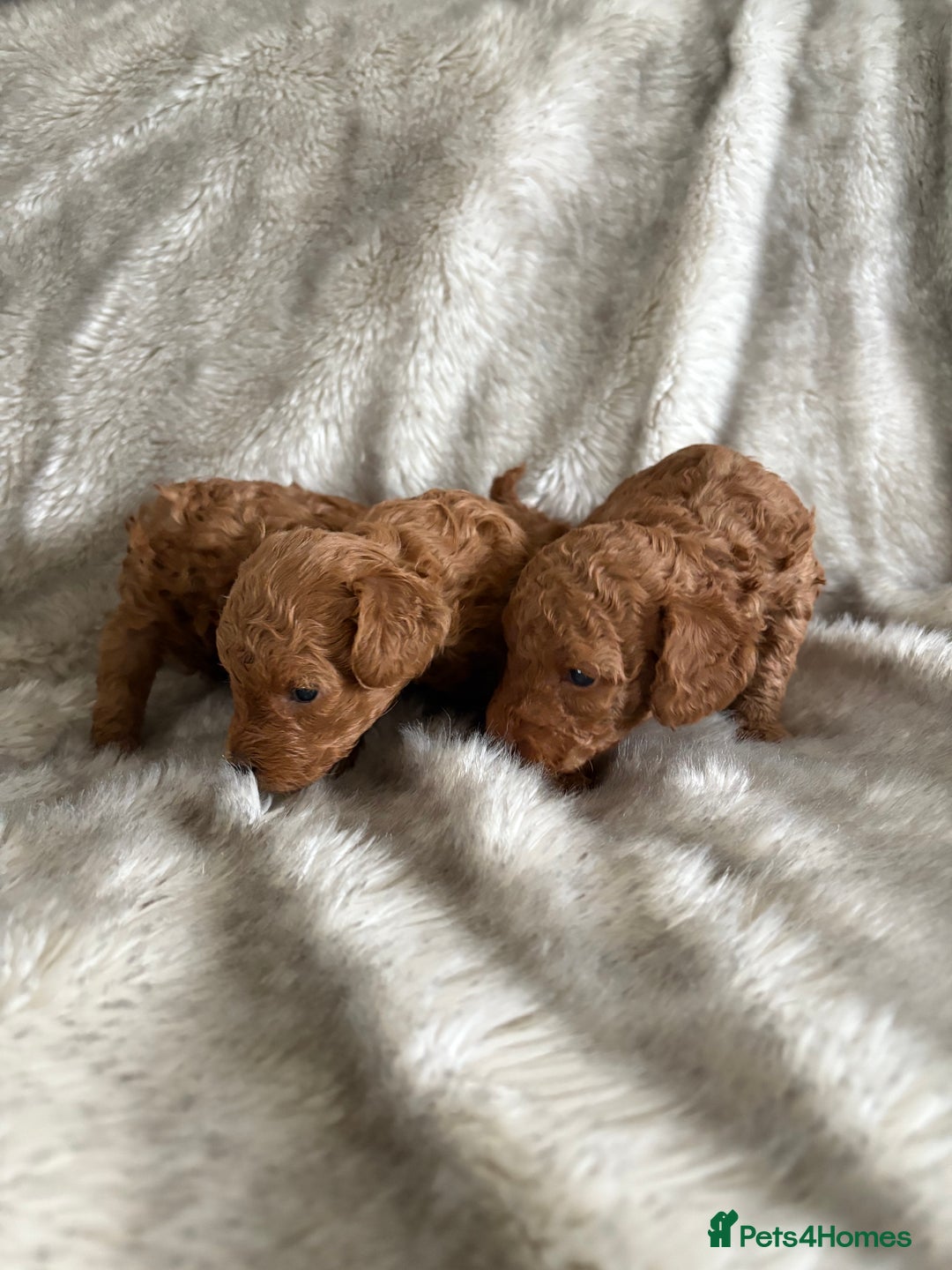Toy Poodle dogs for sale: Kc deep red toy poodles  - Image 4