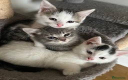 Mixed Breed cats for sale: Beautiful kittens from family home available now - Advert 9
