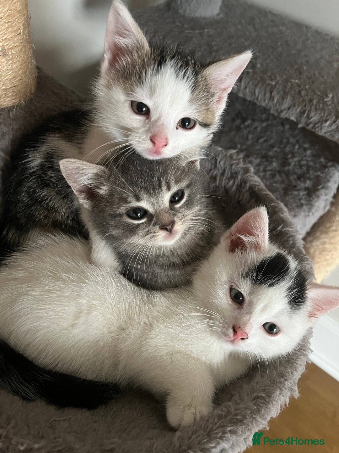 Mixed Breed cats for sale: Beautiful kittens from family home available now - Advert 9