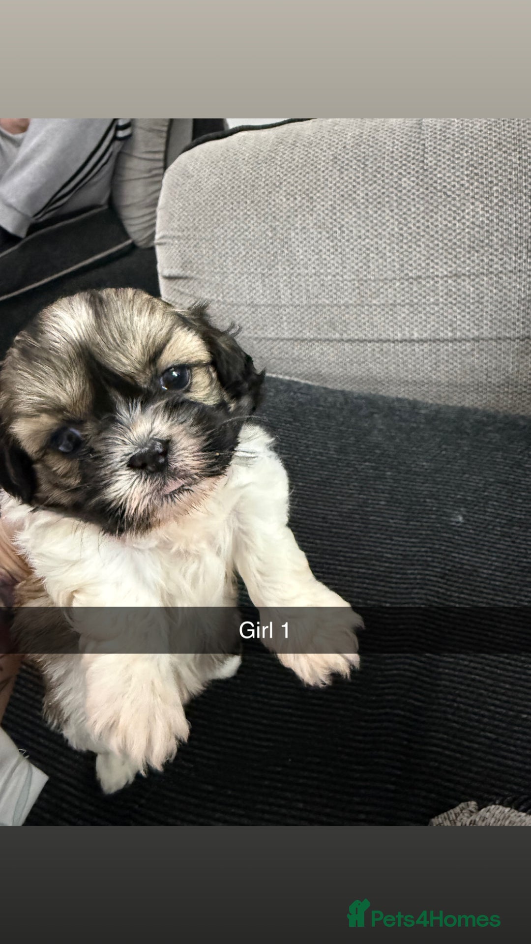 Shih Tzu dogs for sale: 5 stunning Shih Tzu puppies  - Advert 12