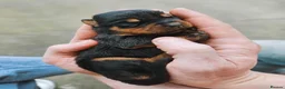Rottweiler dogs for sale: Puppies - Advert 5