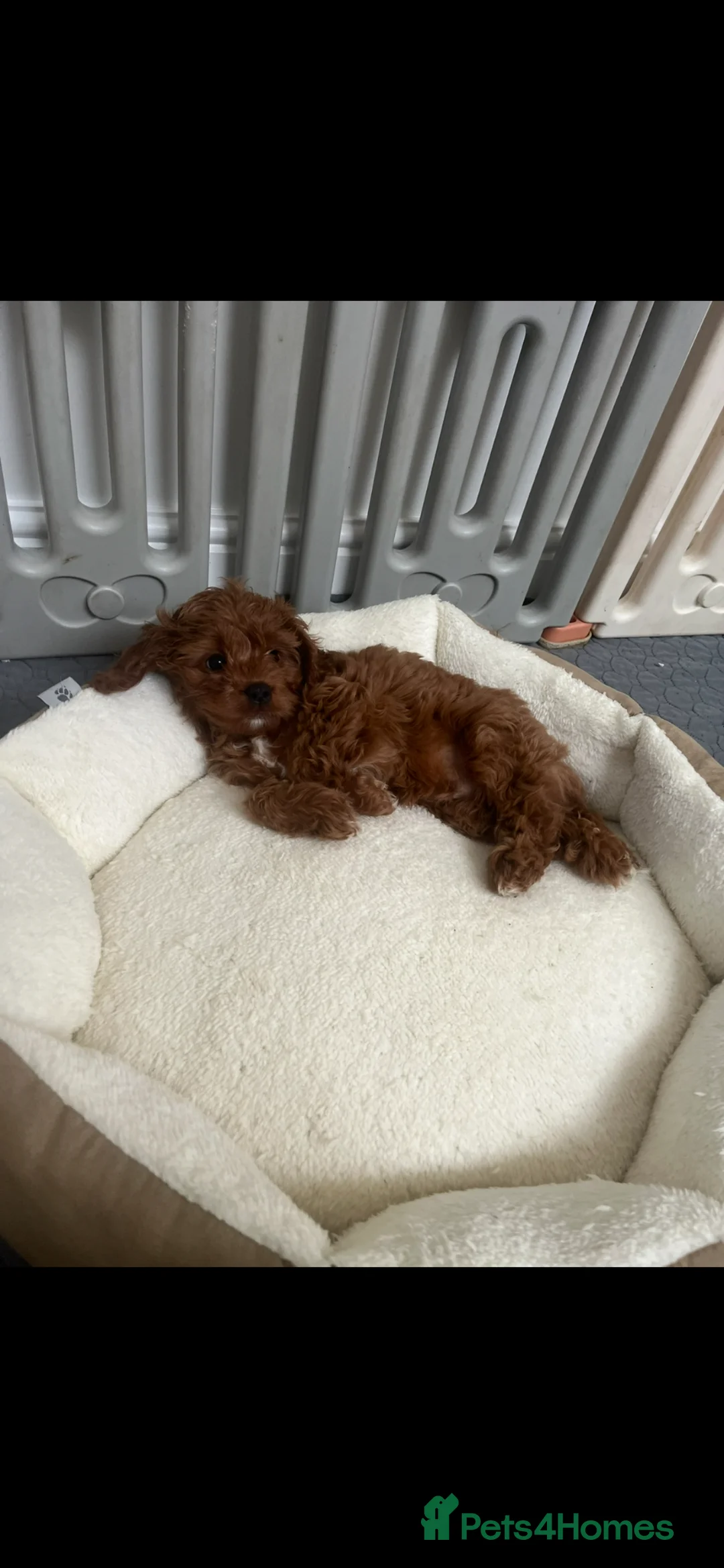 Cavapoo dogs for sale: Merlesque F1b trained puppies - Advert 33