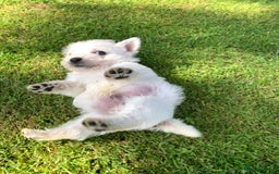 West Highland Terrier dogs for sale: Pedigree West highland terriers  - Image 2