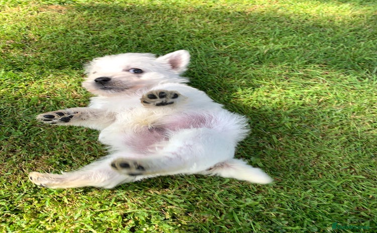 West Highland Terrier dogs - Advert 1