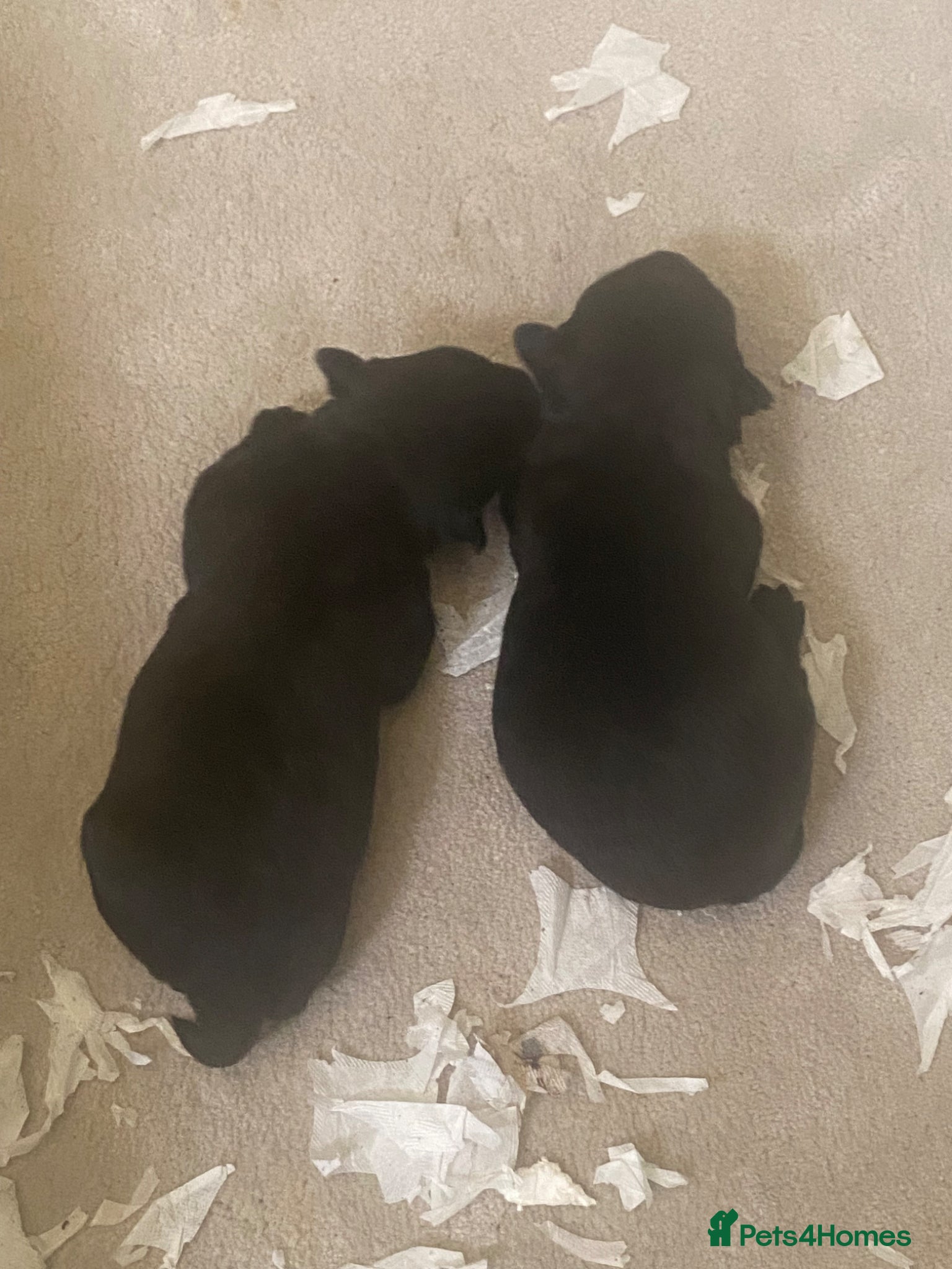 Scottish Terrier dogs Sweet Little Litter  - Advert 1