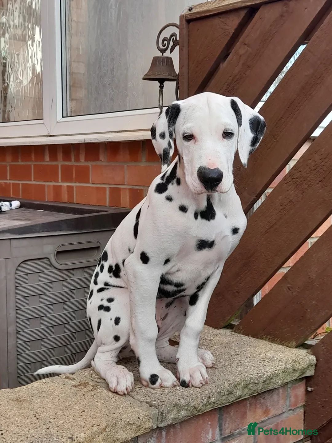 Dalmatian dogs for sale: KC registered family raised puppies available  - Image 4