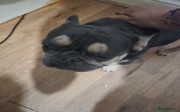 French Bulldog dogs for sale: French Pug - Image 2