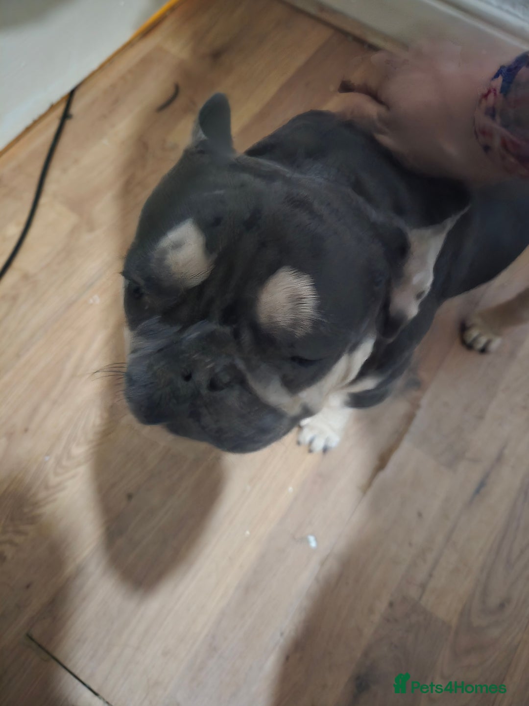 French Bulldog dogs for sale: French Pug - Image 2