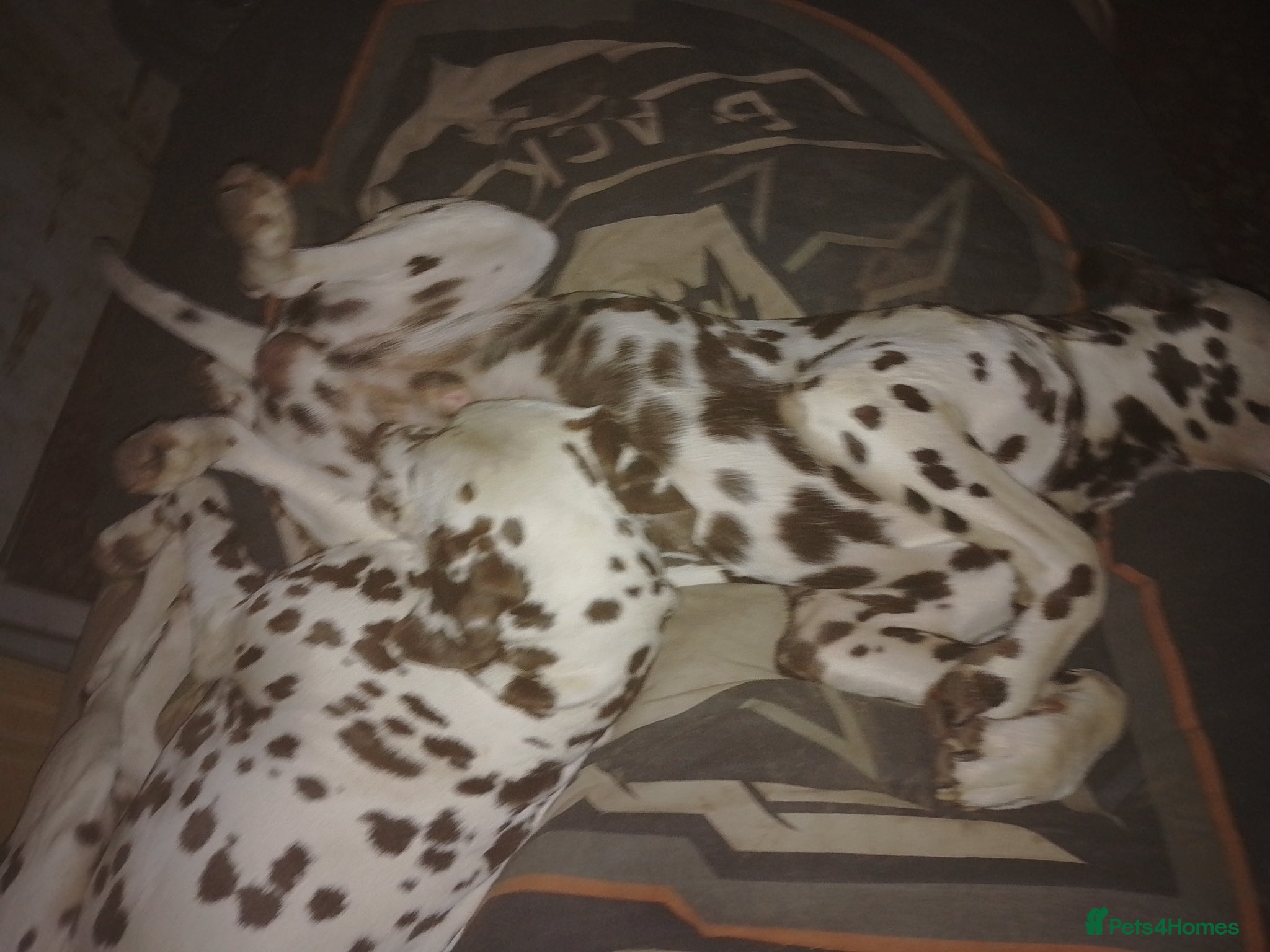 Dalmatian dogs for sale: Wonderful Dalmatians Adults Boys in Skelmersdale - Advert 4