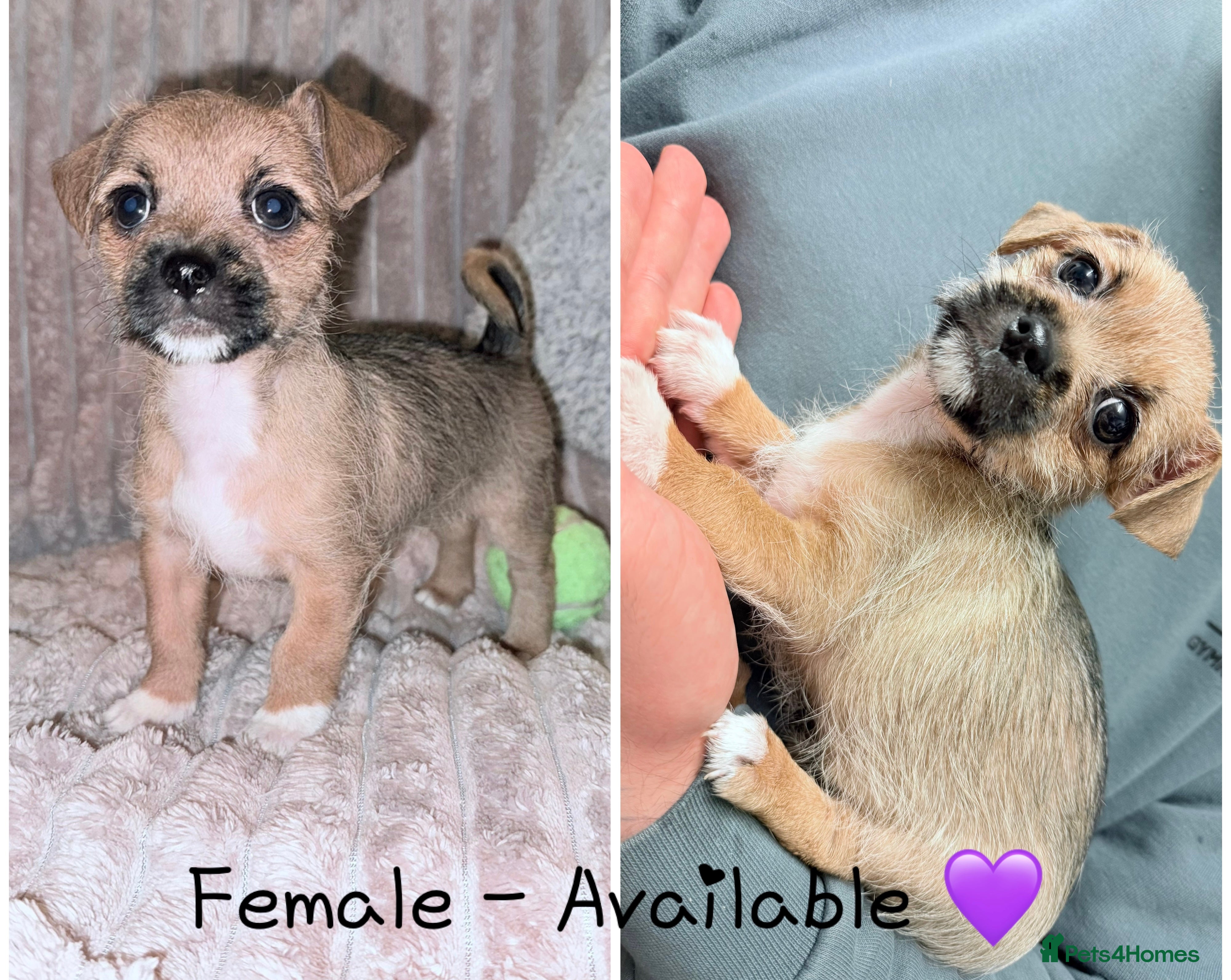 Mixed Breed dogs Beautiful hybrid Chihuahua puppy’s.  - Advert 3