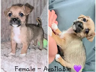 Mixed Breed dogs Ready for their new homes! Chihuahua puppy’s 🐶 - Advert 5
