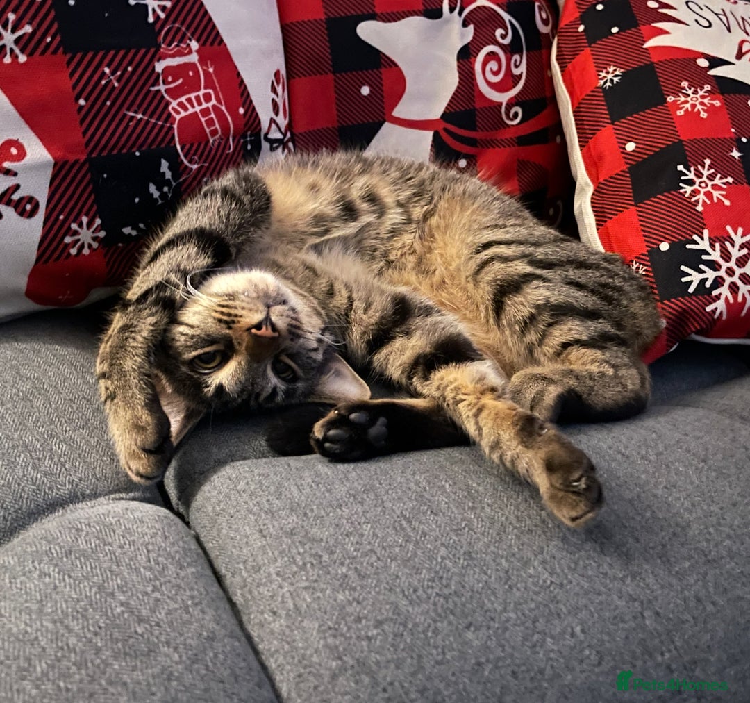 Savannah cats for sale: Tobias  - Advert 2