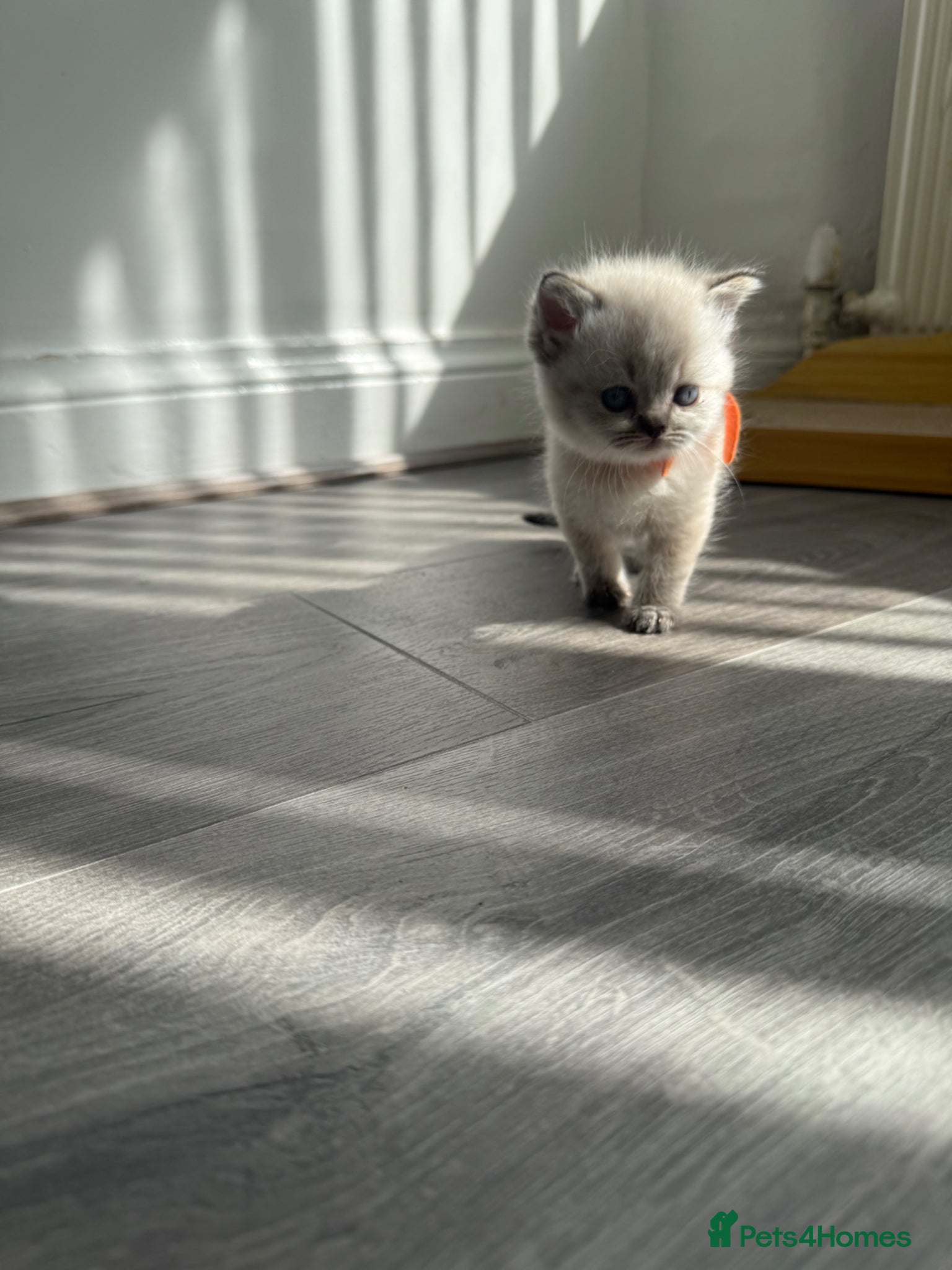 British Shorthair cats for sale: British Shorthair kittens - Advert 10