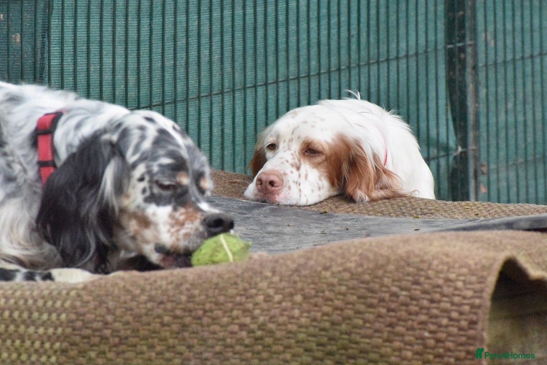 English Setter dogs for adoption: Aramis - Advert 8