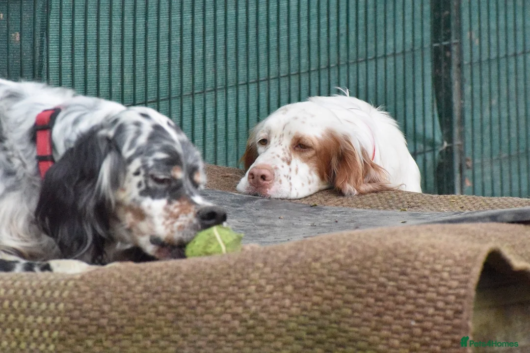 English Setter dogs for adoption: Aramis - Advert 8