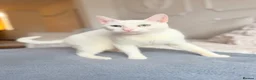 Turkish Angora cats for sale: 🐾 Unique Turkish Angora x Bengal Mix Kittens 🐾 - Advert 18