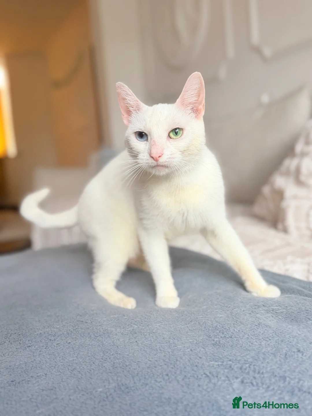 Turkish Angora cats for sale: 🐾 Unique Turkish Angora x Bengal Mix Kittens 🐾 - Advert 18