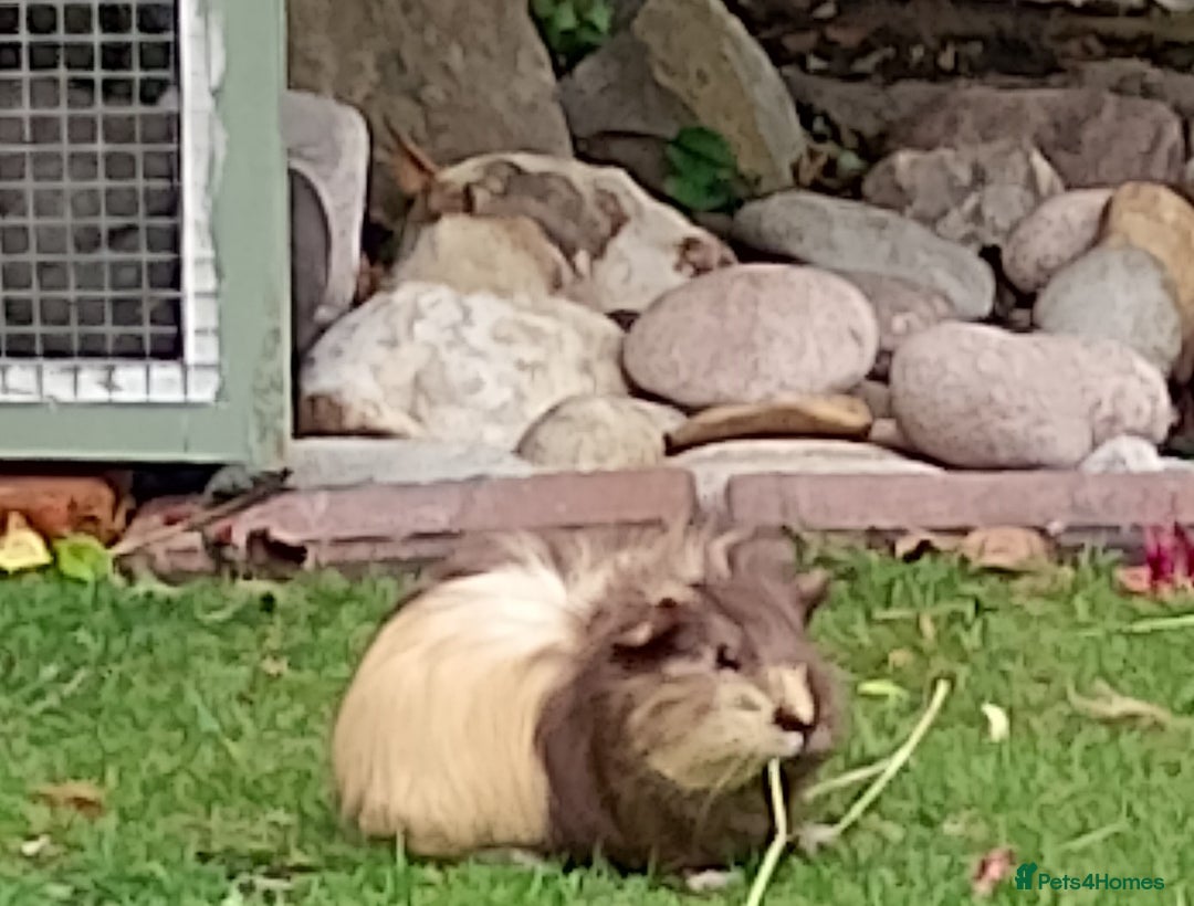 Guinea Pig rodents for sale: Beautiful baby boy  - Image 4