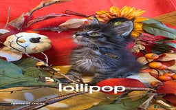Maine Coon cats for sale: Maine coon kittens - Image 39