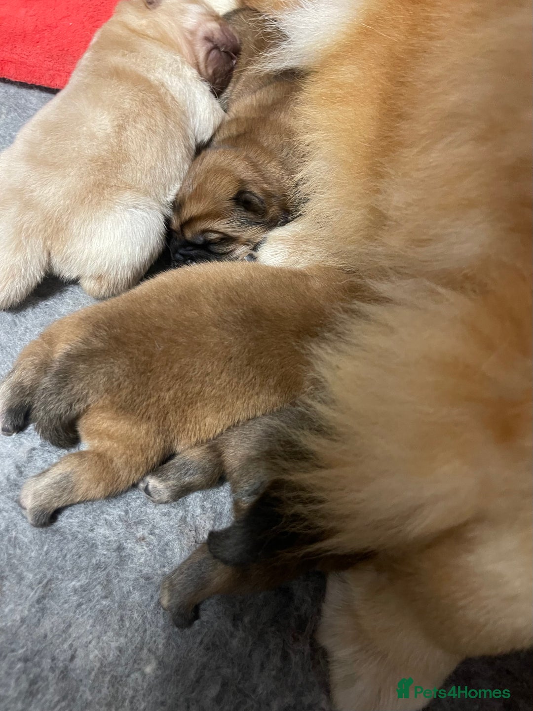 Chow Chow dogs for sale: 🧸🧸Beautiful Chow Chow Puppies🧸🧸 - Advert 29