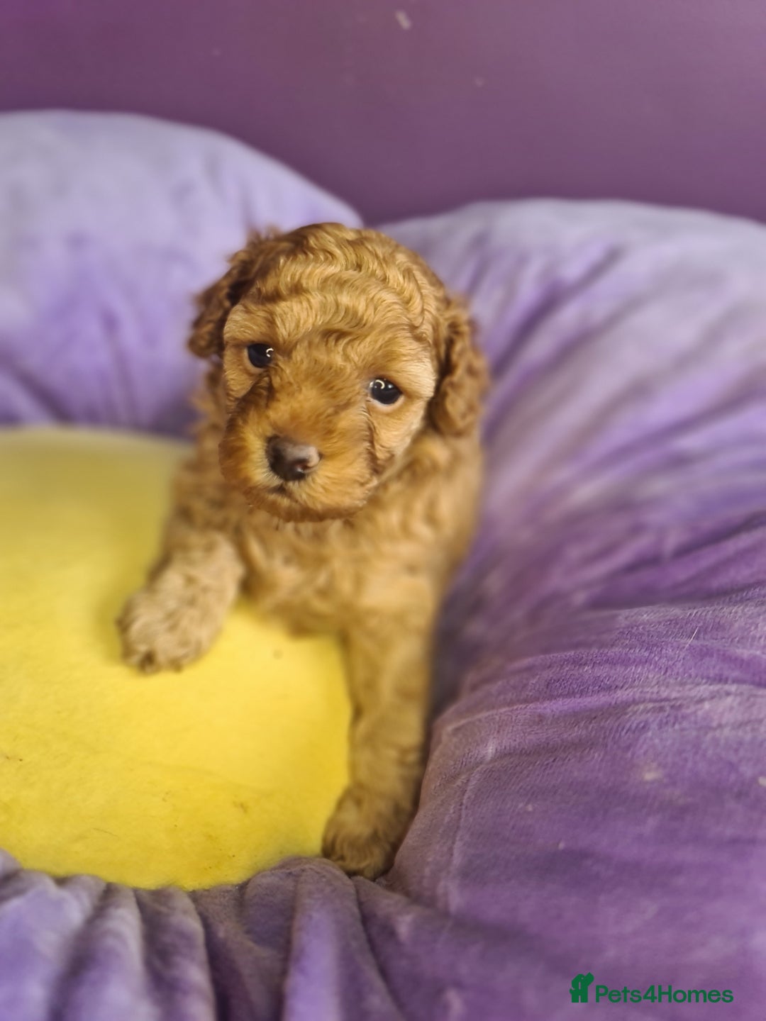 Toy Poodle dogs for sale: Mini TOY POODLES Last one boy available - Advert 28