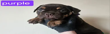 Olde English Bulldogge 7