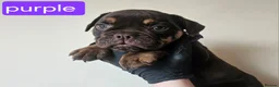 Olde English Bulldogge dogs for sale: Olde English Bulldoge litter of 8 - Advert 32